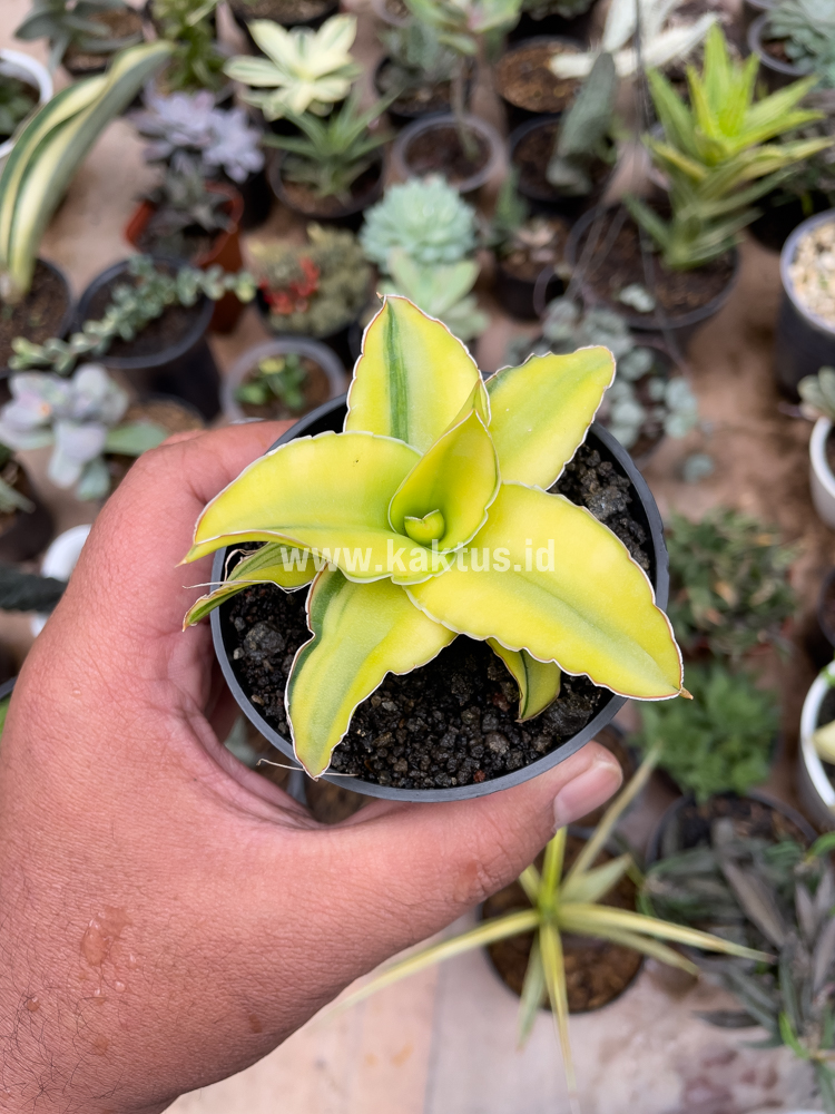 616. Sansevieria Arborescense - Image 16