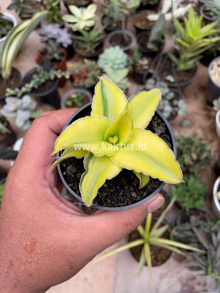616. Sansevieria Arborescense - Image 15