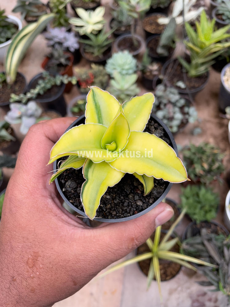 616. Sansevieria Arborescense - Image 14