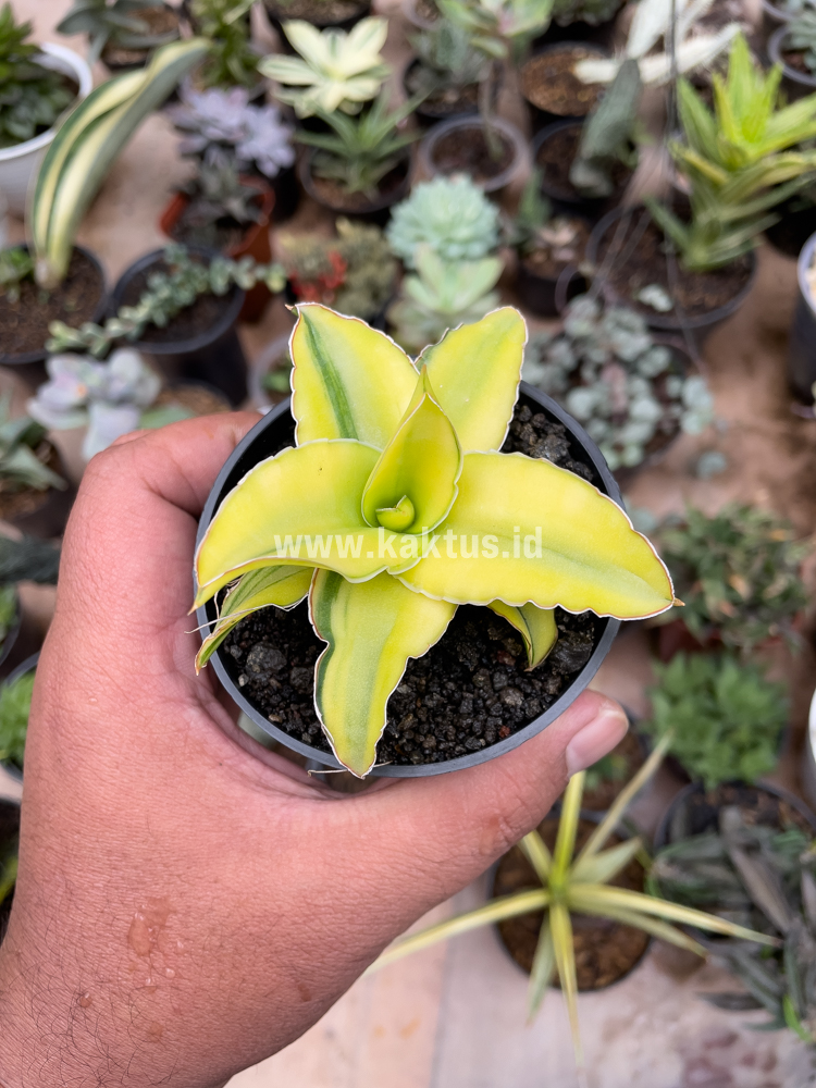 616. Sansevieria Arborescense - Image 13