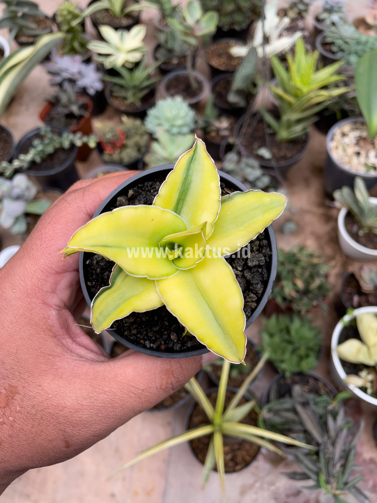 616. Sansevieria Arborescense - Image 30