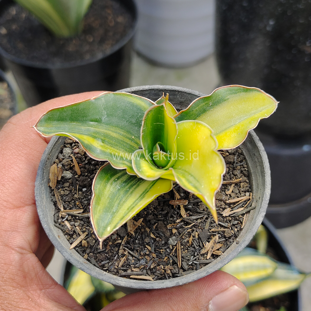 616. Sansevieria Arborescense - Image 5