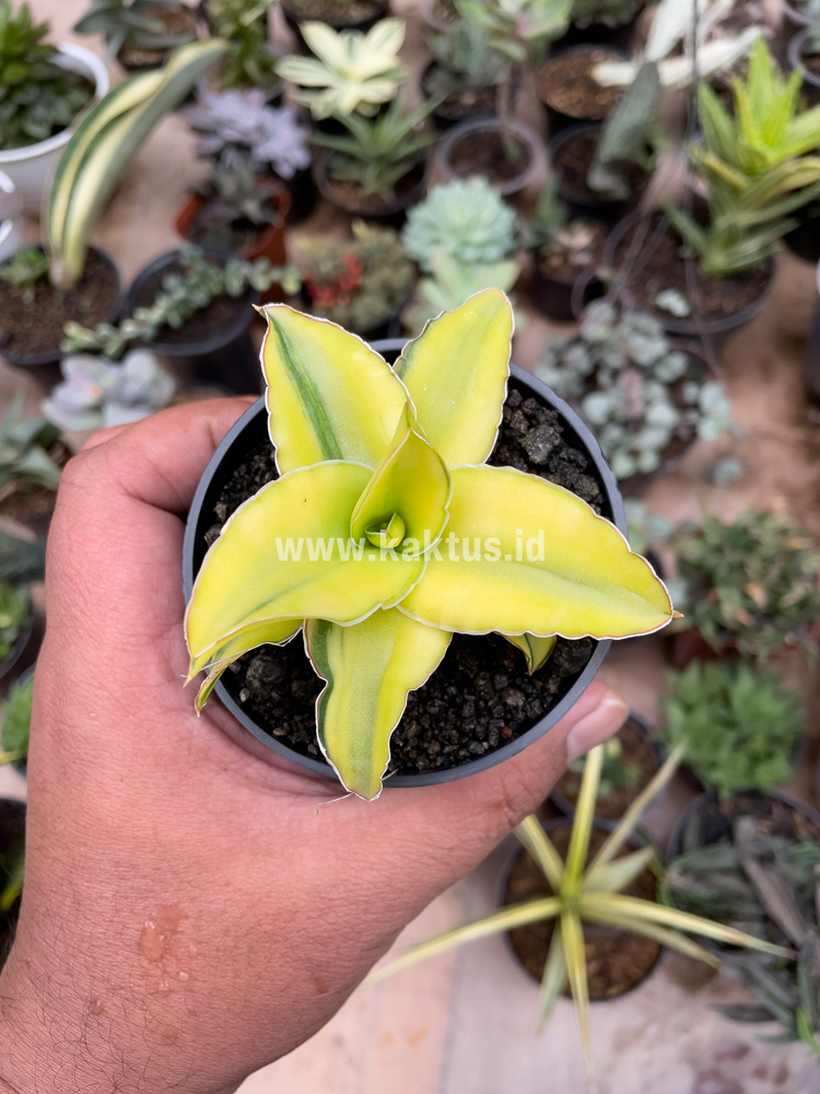 616. Sansevieria Arborescense - Image 11