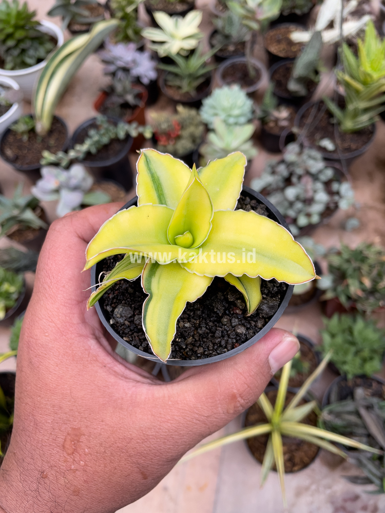 616. Sansevieria Arborescense - Image 10