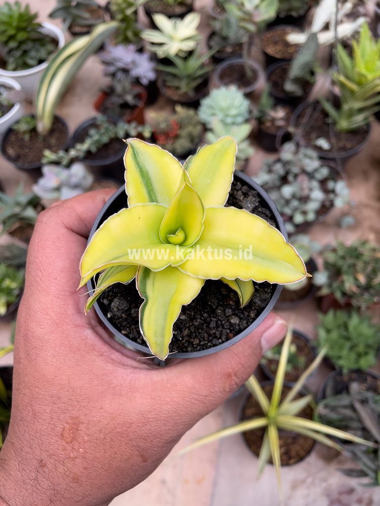 616. Sansevieria Arborescense - Image 9
