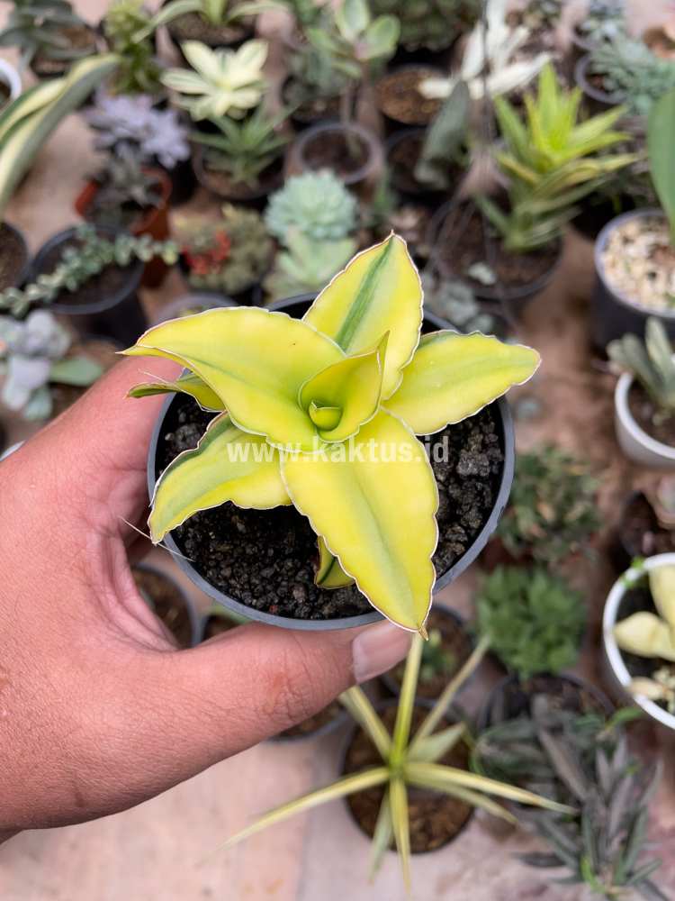 616. Sansevieria Arborescense - Image 29