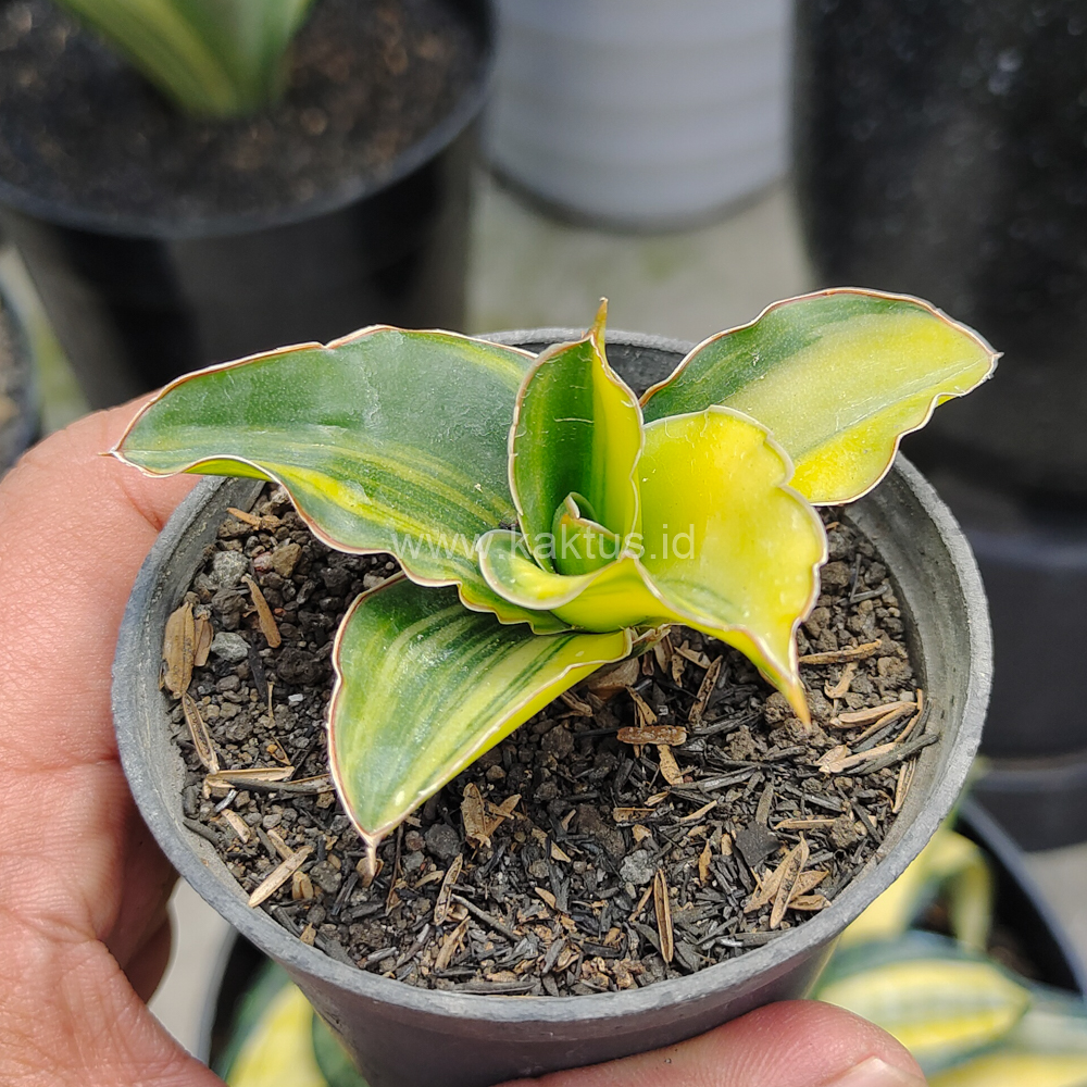 616. Sansevieria Arborescense - Image 2