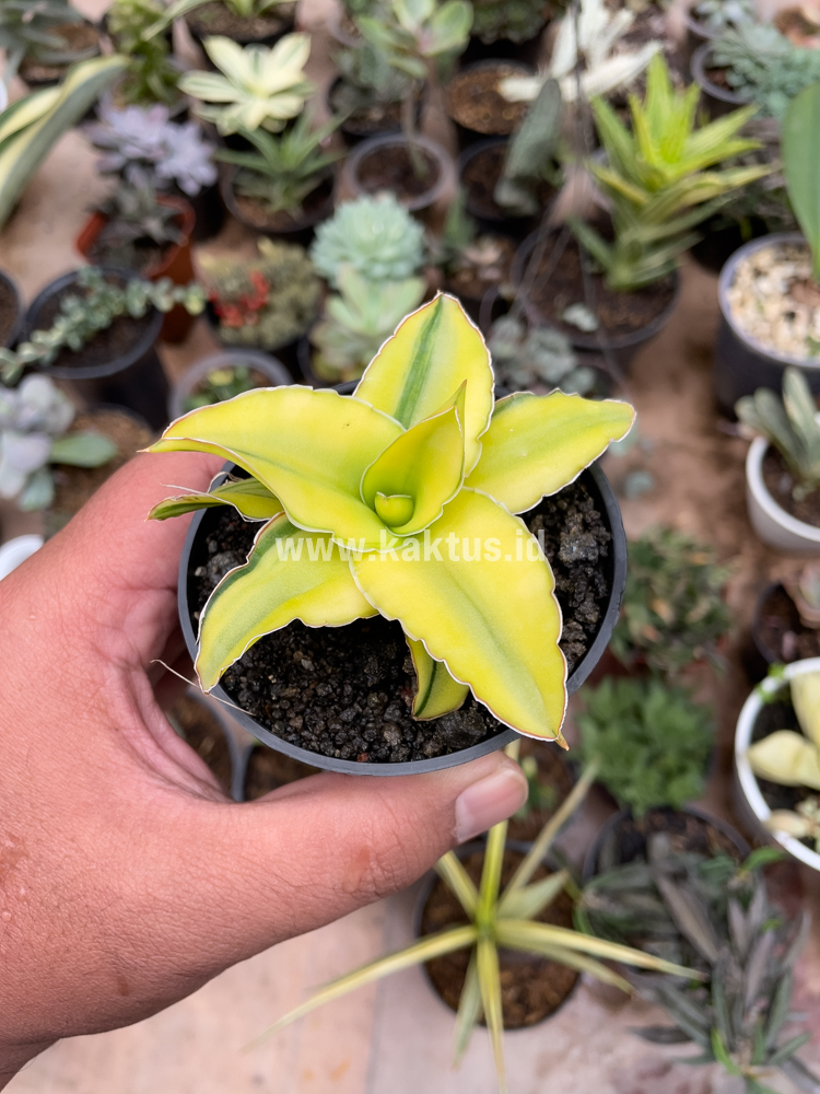 616. Sansevieria Arborescense - Image 28