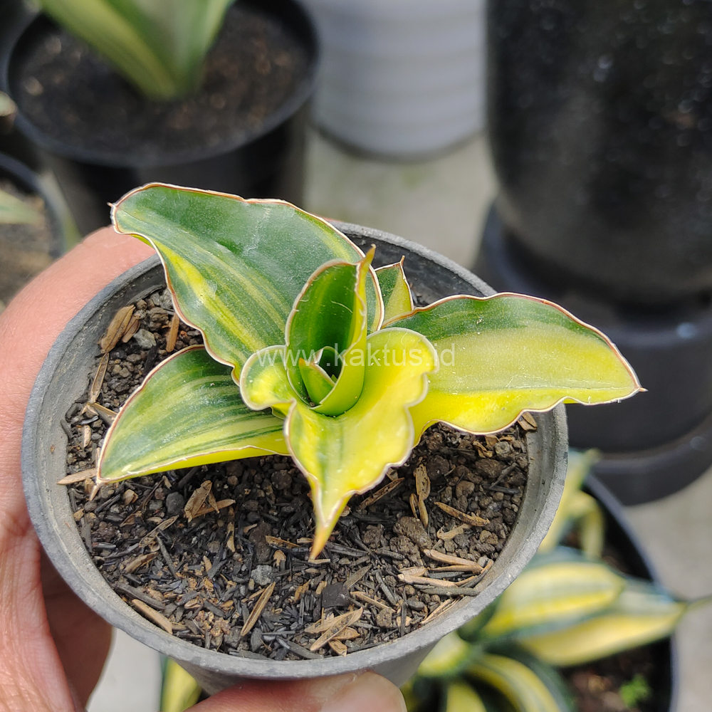 616. Sansevieria Arborescense - Image 3