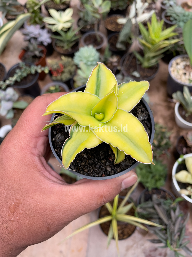 616. Sansevieria Arborescense - Image 27