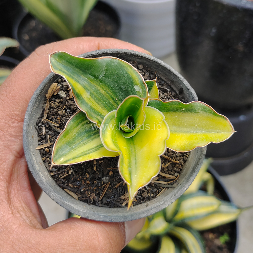 616. Sansevieria Arborescense - Image 7