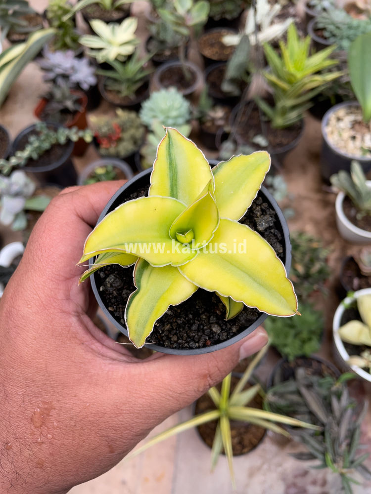 616. Sansevieria Arborescense - Image 26