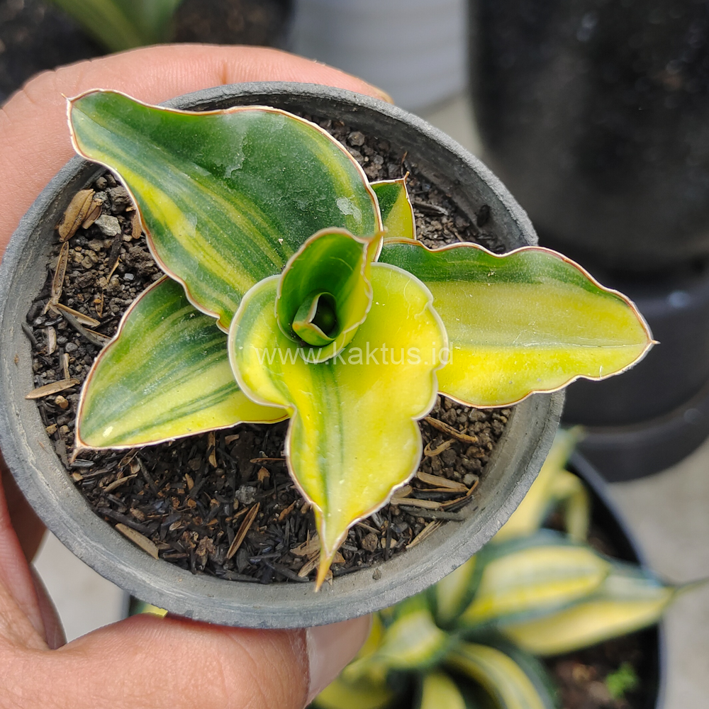 616. Sansevieria Arborescense - Image 6