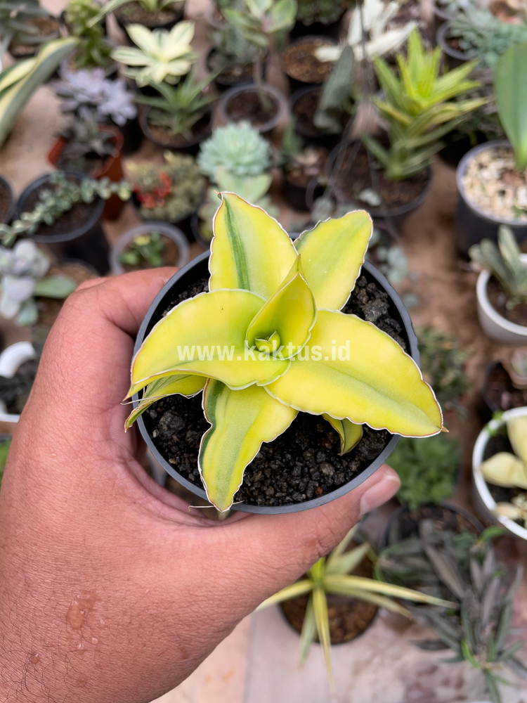 616. Sansevieria Arborescense - Image 25