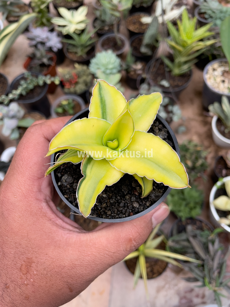 616. Sansevieria Arborescense - Image 24