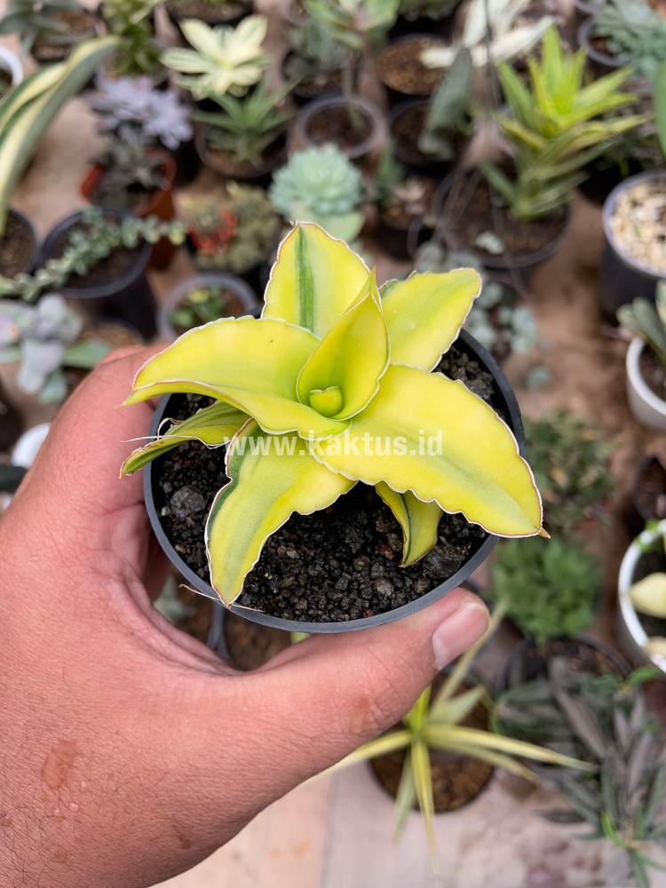 616. Sansevieria Arborescense - Image 23