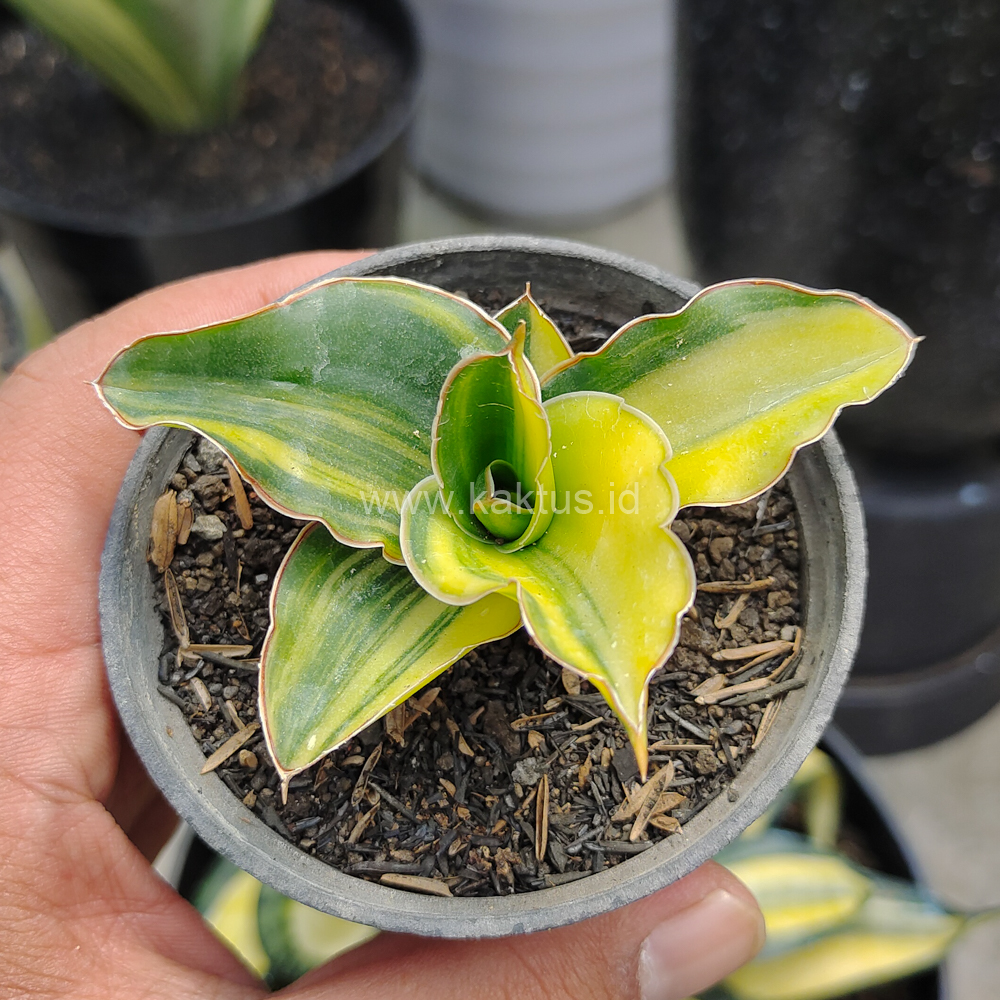 616. Sansevieria Arborescense - Image 4
