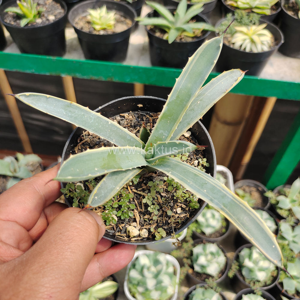 619. Agave Macrocanta Blue Ribbon - Image 4