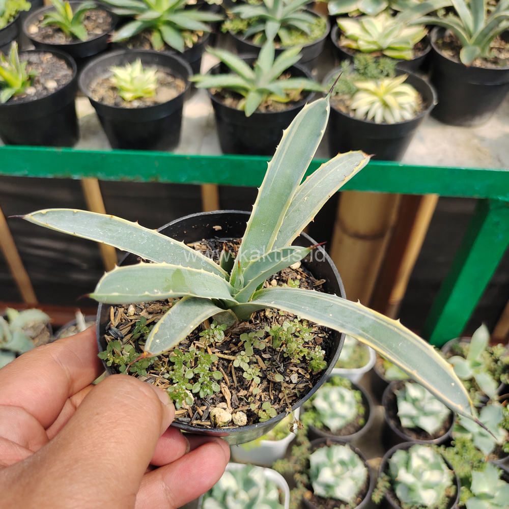 619. Agave Macrocanta Blue Ribbon - Image 2