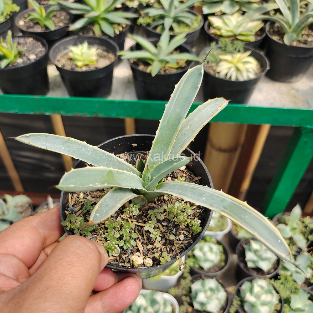 619. Agave Macrocanta Blue Ribbon - Image 9