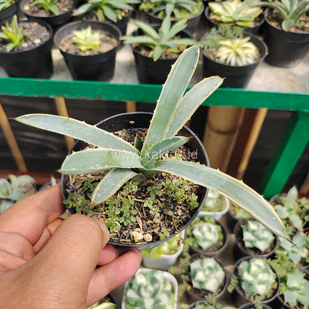 619. Agave Macrocanta Blue Ribbon - Image 8