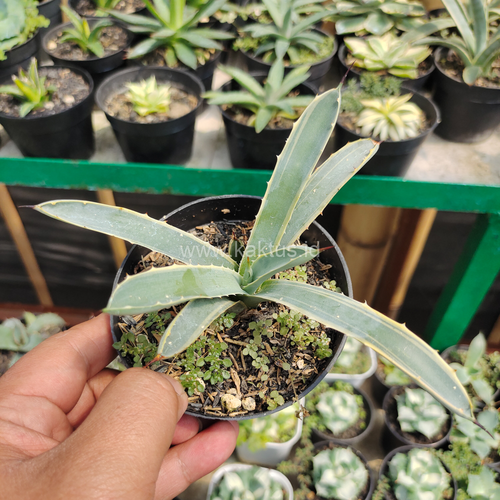 619. Agave Macrocanta Blue Ribbon - Image 7
