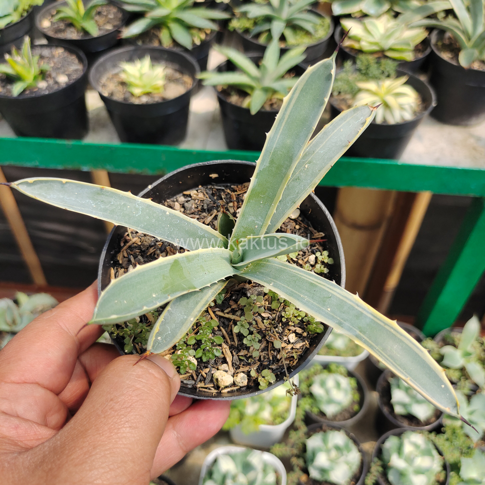 619. Agave Macrocanta Blue Ribbon - Image 6