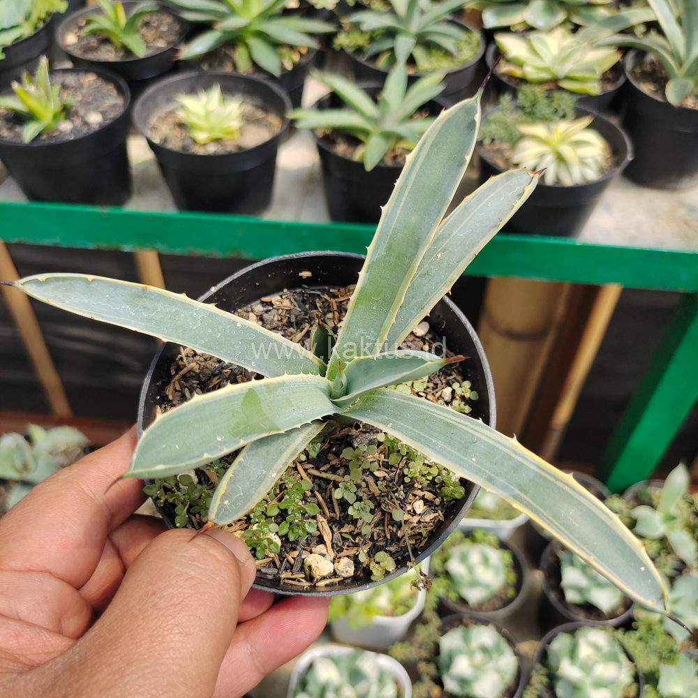 619. Agave Macrocanta Blue Ribbon - Image 5