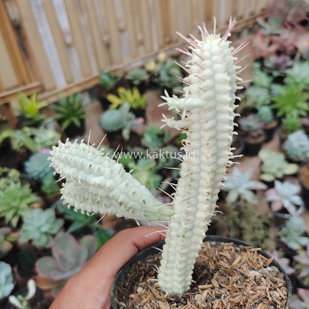 620. Euphorbia Mammillaris White Variegated