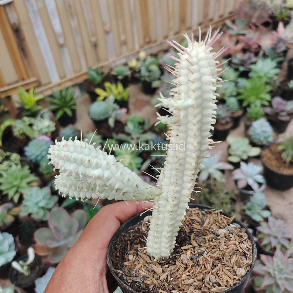 620. Euphorbia Mammillaris White Variegated - Image 4