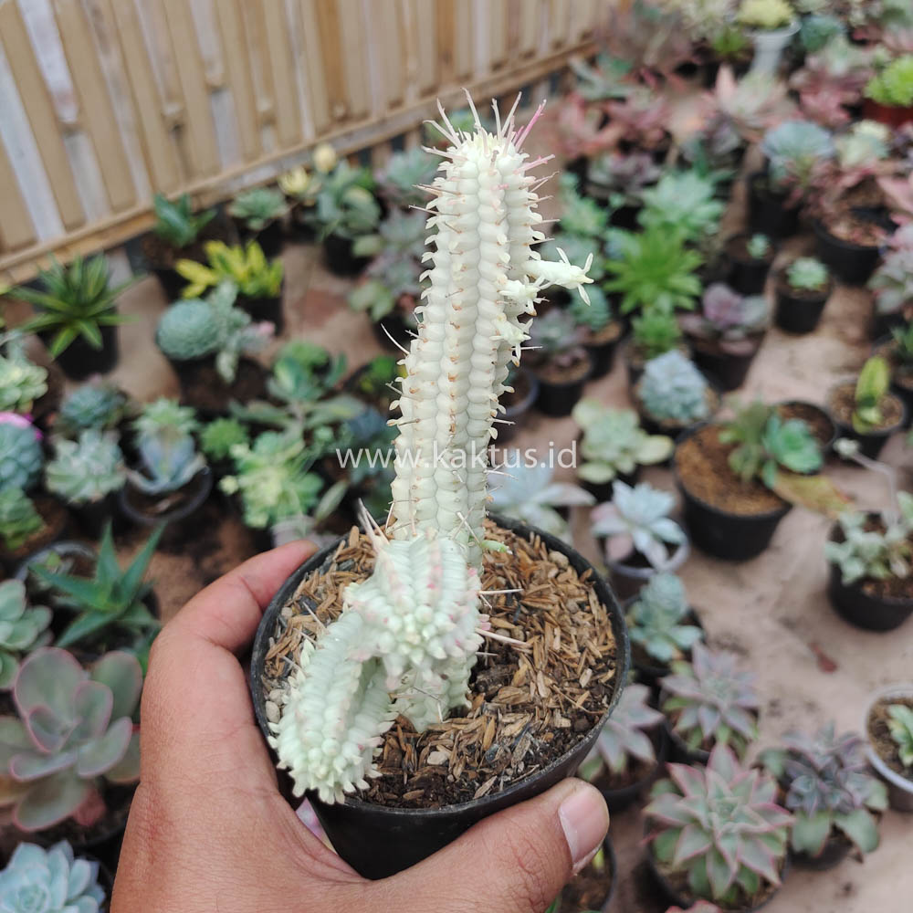 620. Euphorbia Mammillaris White Variegated - Image 6