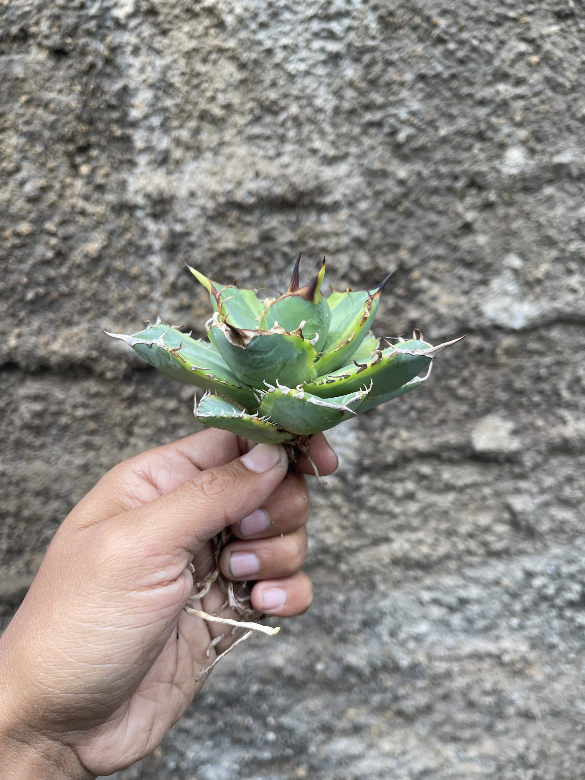 621. Agave Titanota Banana Peel - Image 19