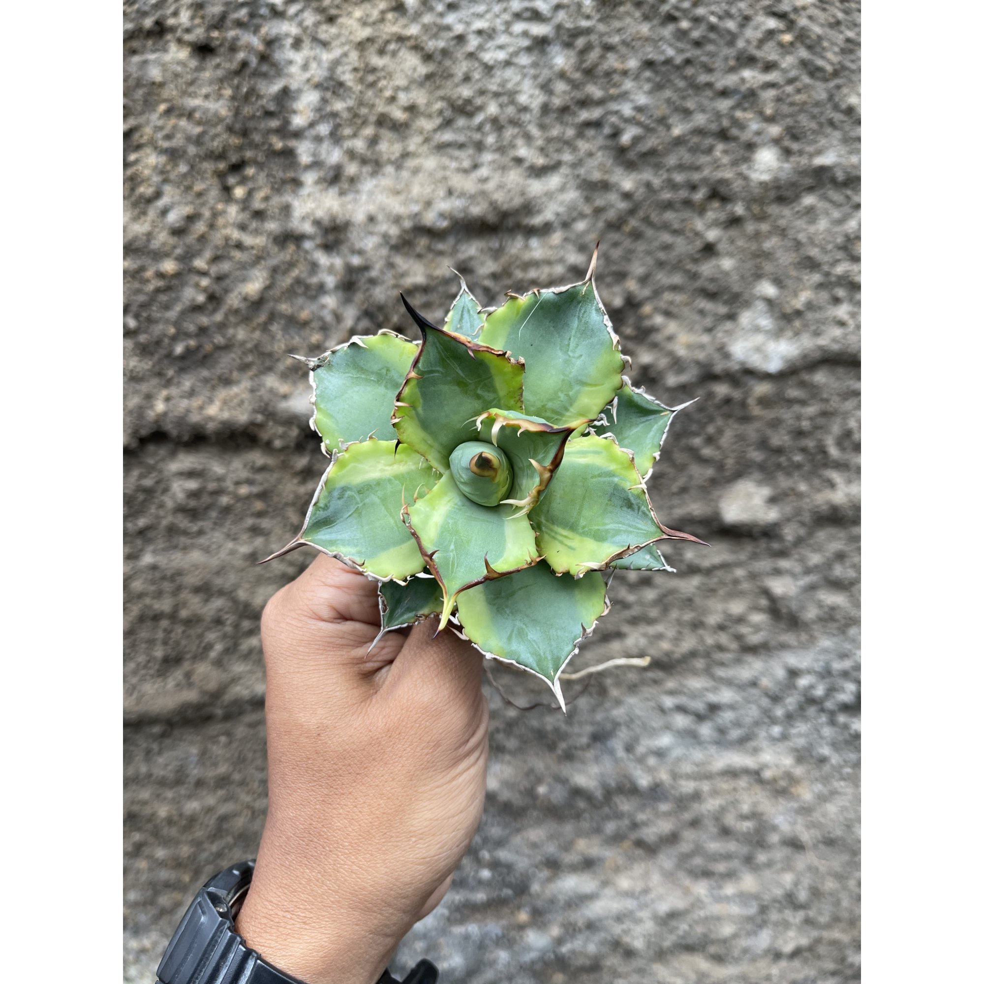 621. Agave Titanota Banana Peel