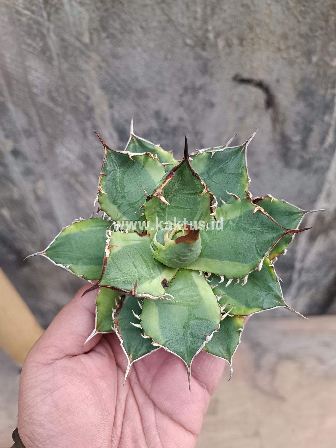 621. Agave Titanota Banana Peel - Image 18