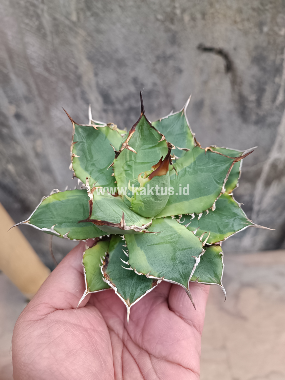 621. Agave Titanota Banana Peel - Image 9