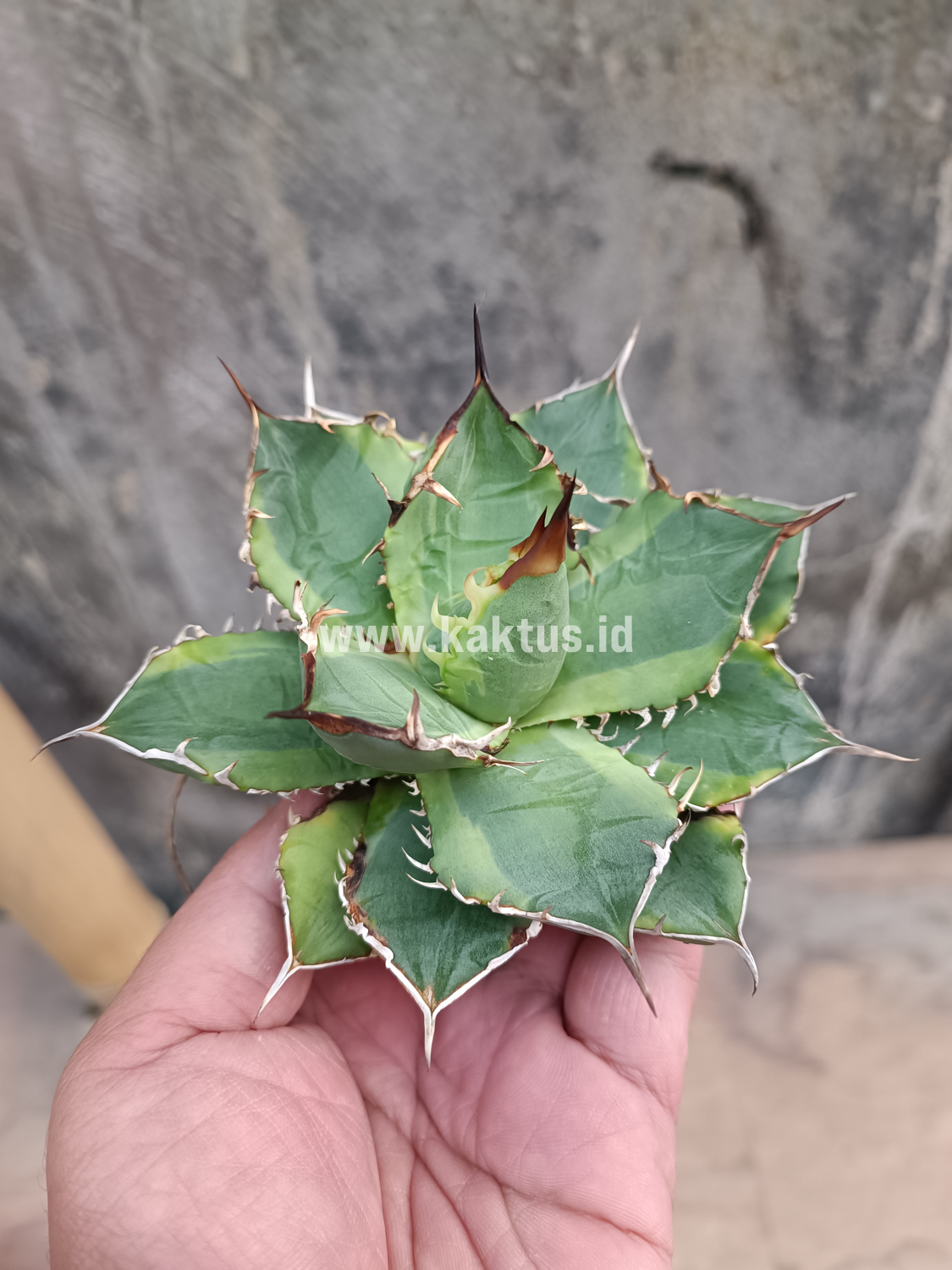 621. Agave Titanota Banana Peel - Image 8