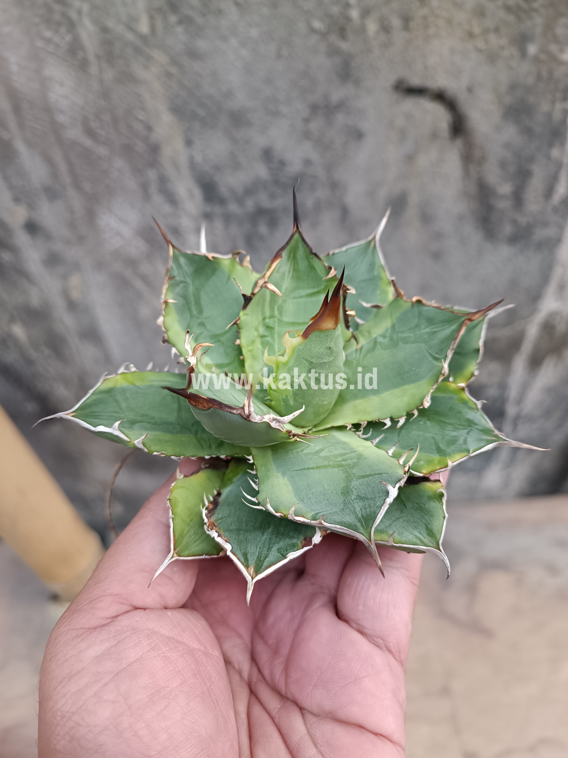 621. Agave Titanota Banana Peel - Image 7