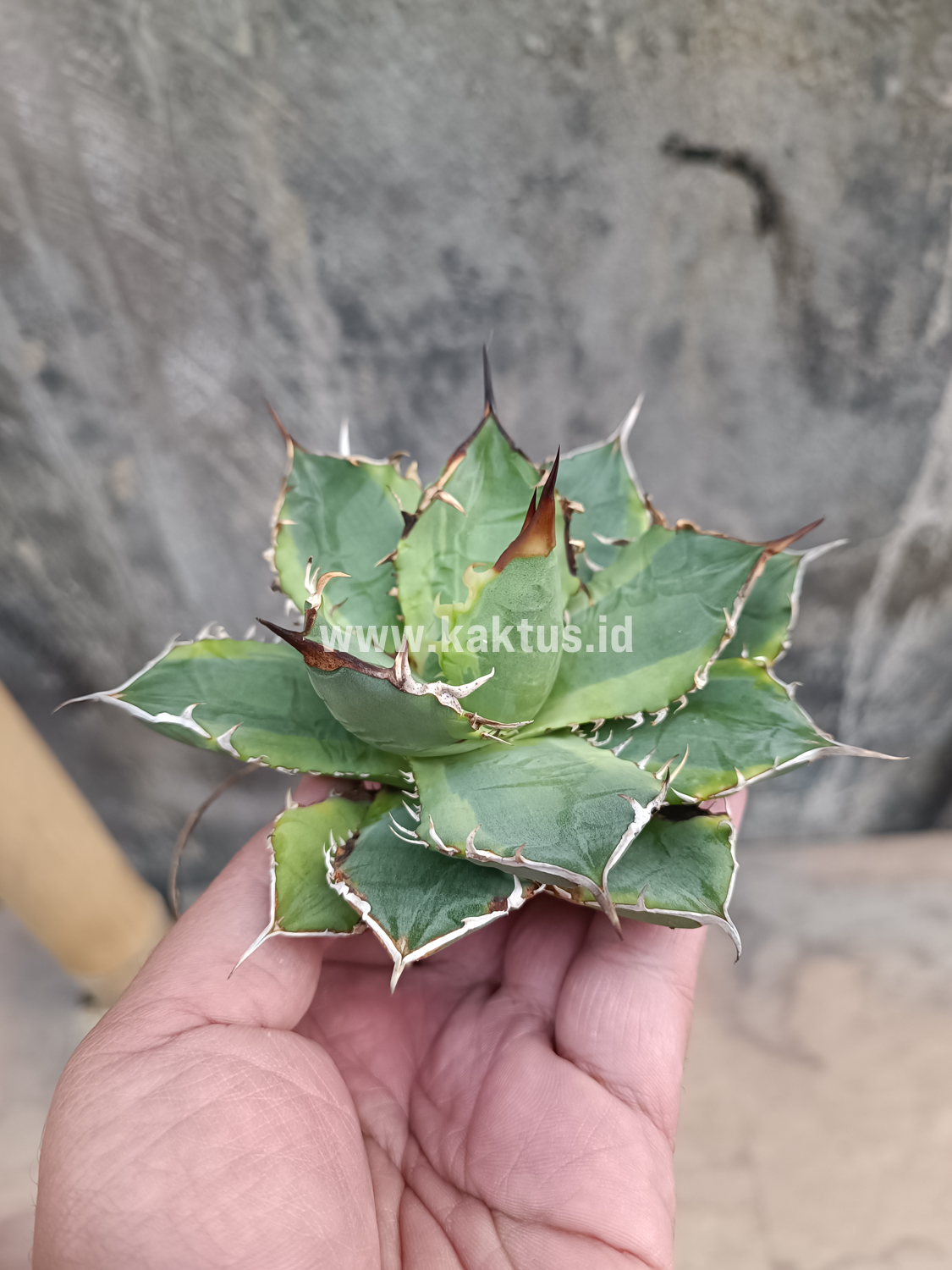 621. Agave Titanota Banana Peel - Image 2