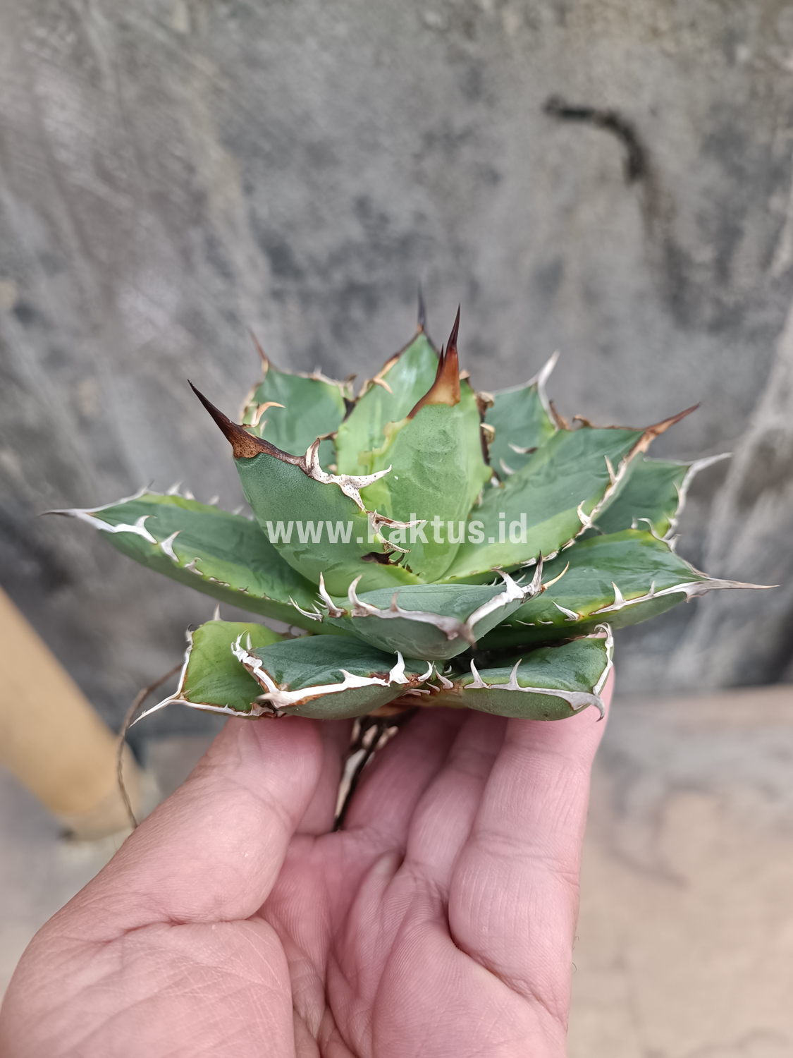 621. Agave Titanota Banana Peel - Image 6