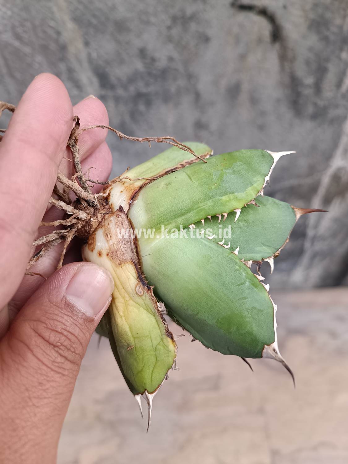 621. Agave Titanota Banana Peel - Image 5