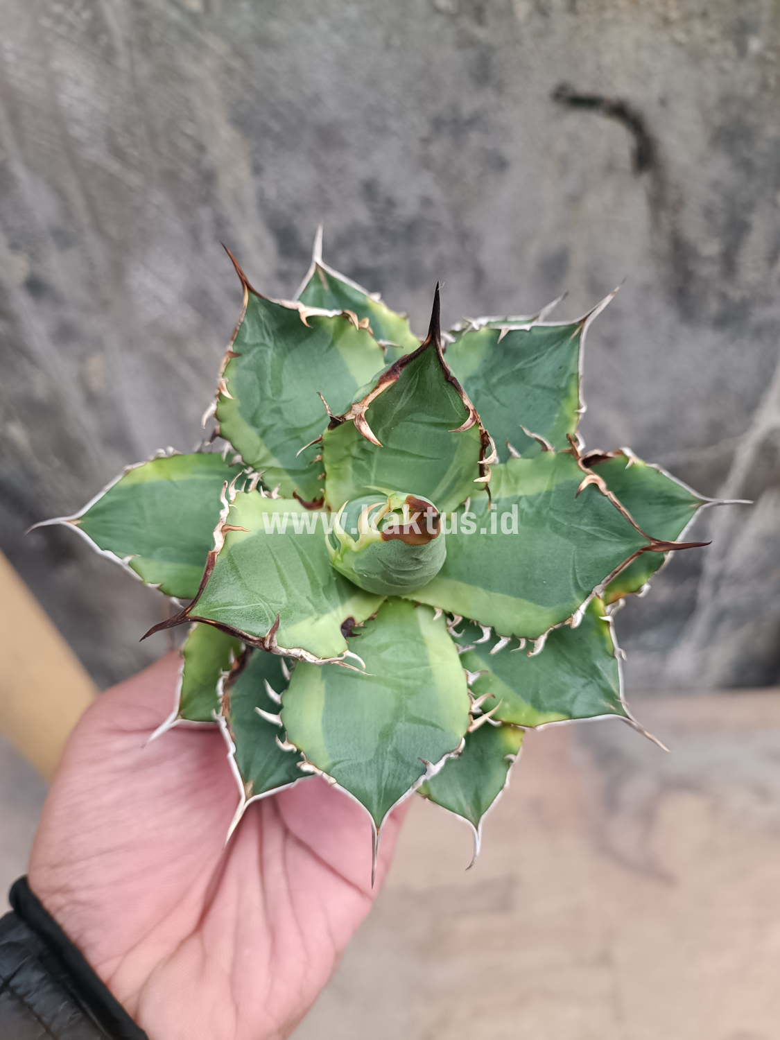 621. Agave Titanota Banana Peel - Image 4