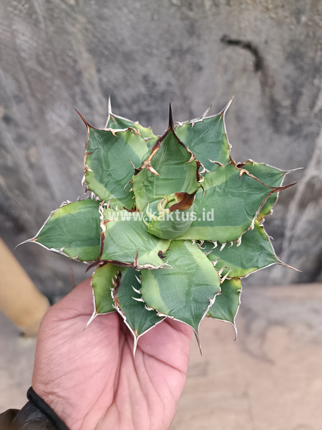 621. Agave Titanota Banana Peel - Image 3