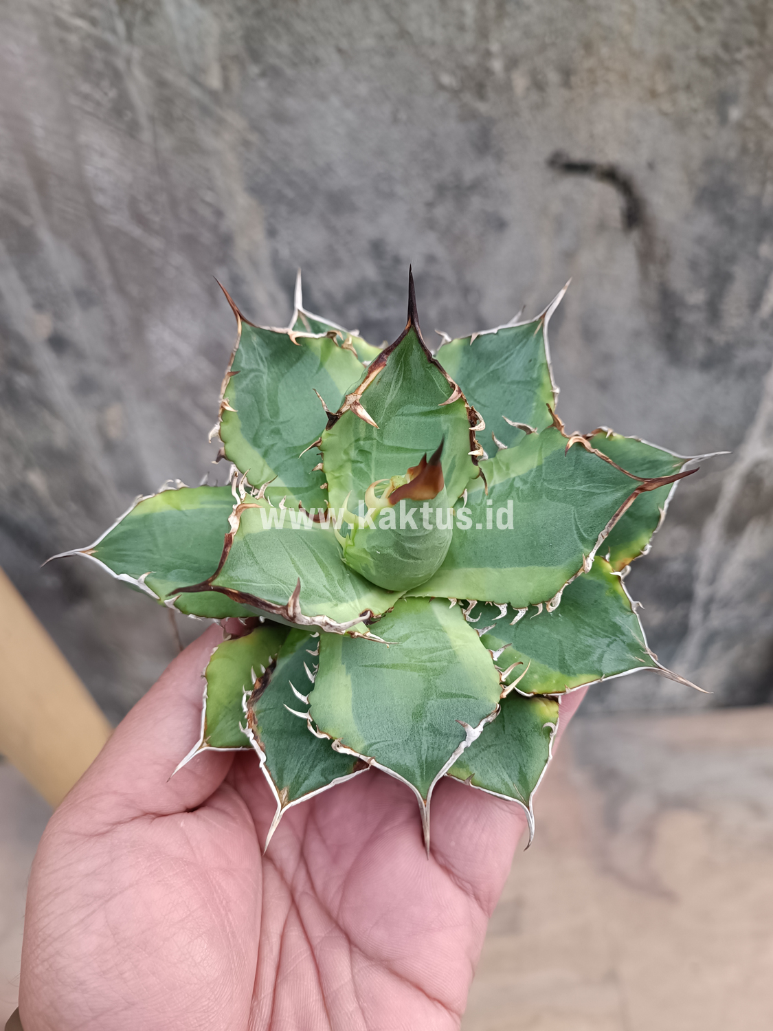 621. Agave Titanota Banana Peel - Image 17