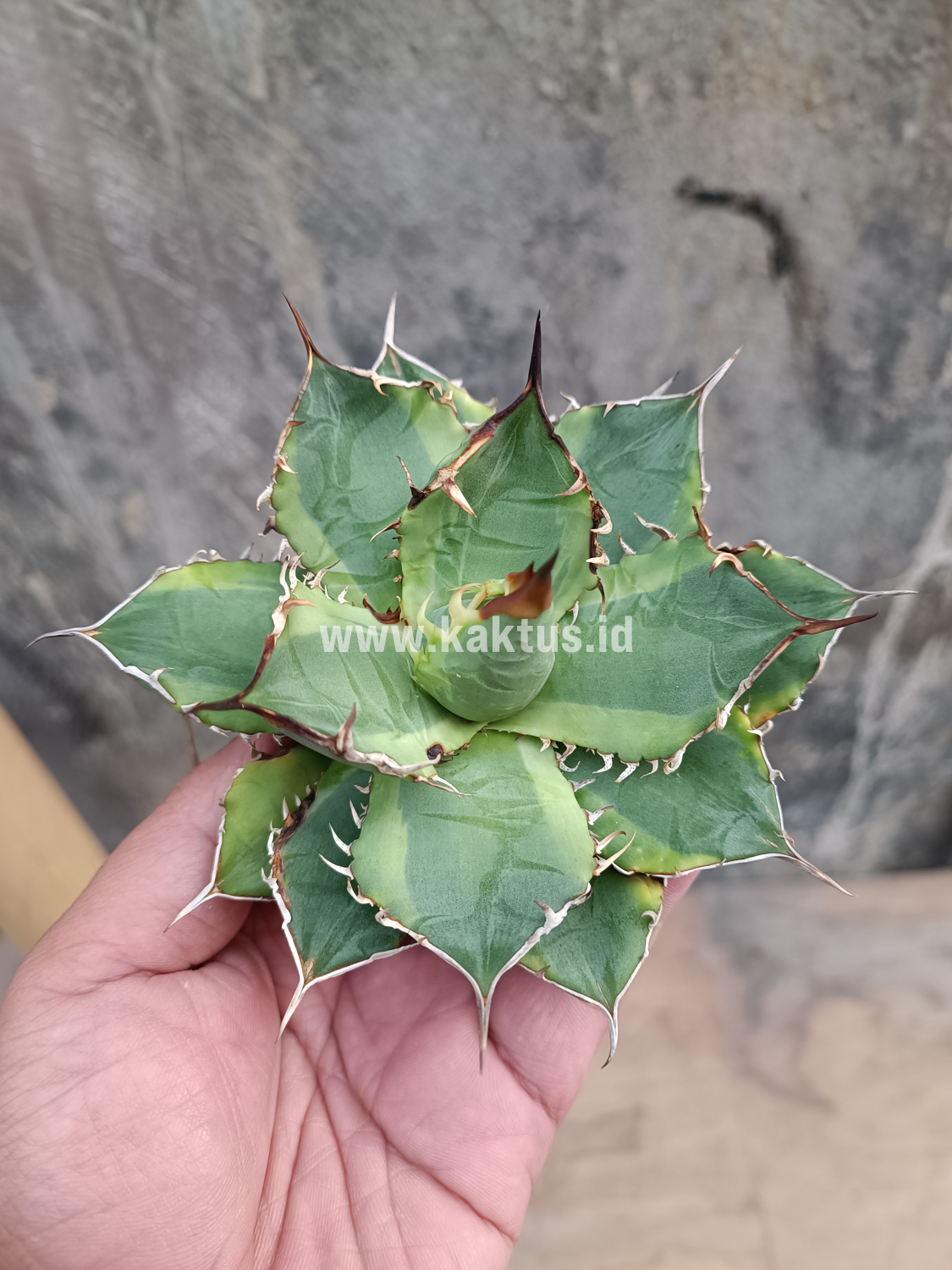 621. Agave Titanota Banana Peel - Image 16