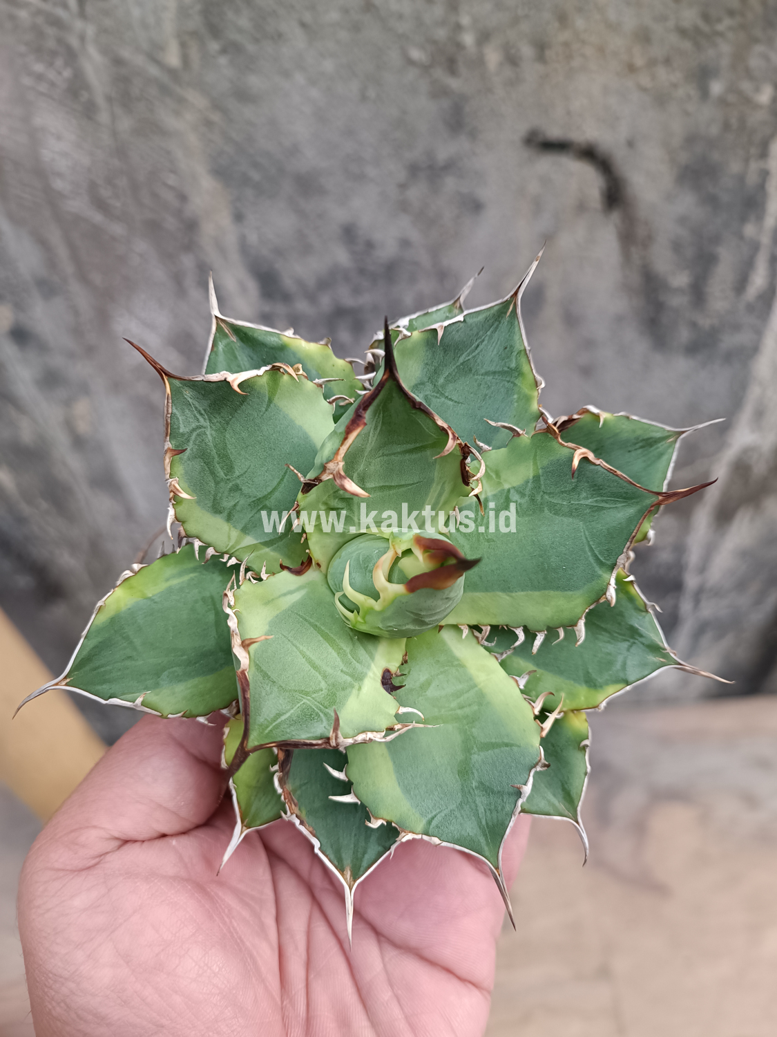 621. Agave Titanota Banana Peel - Image 15