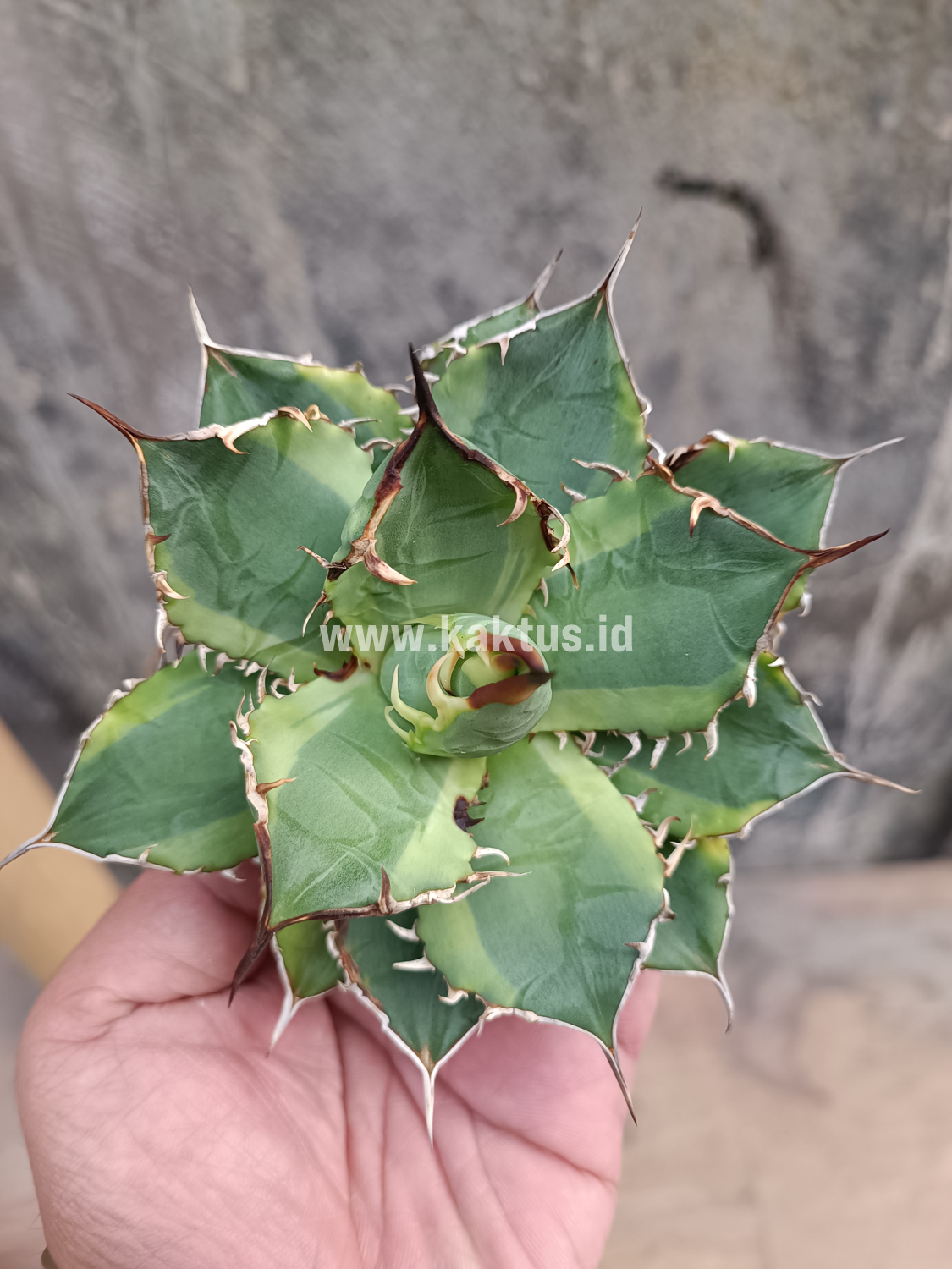 621. Agave Titanota Banana Peel - Image 14