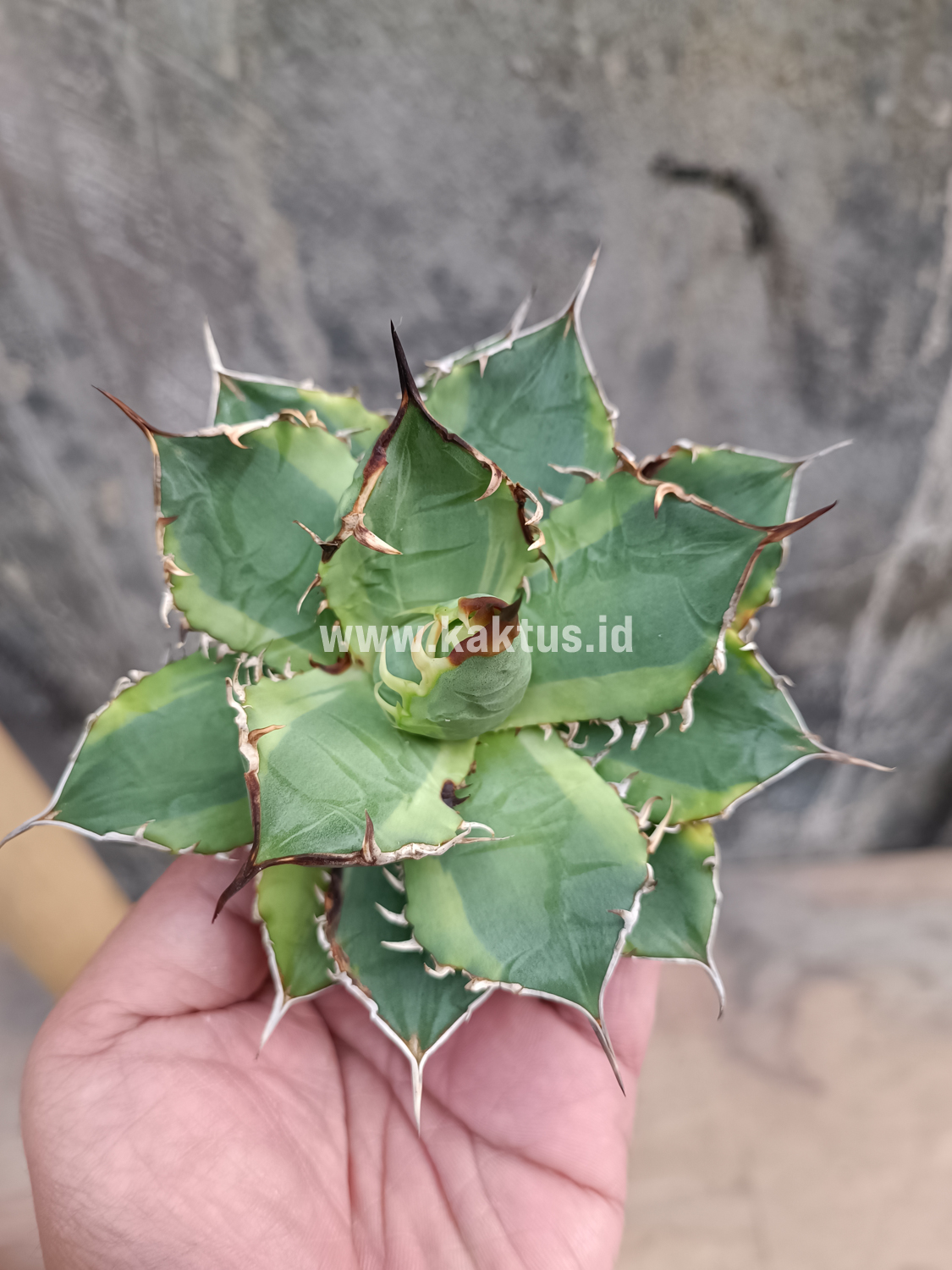 621. Agave Titanota Banana Peel - Image 13