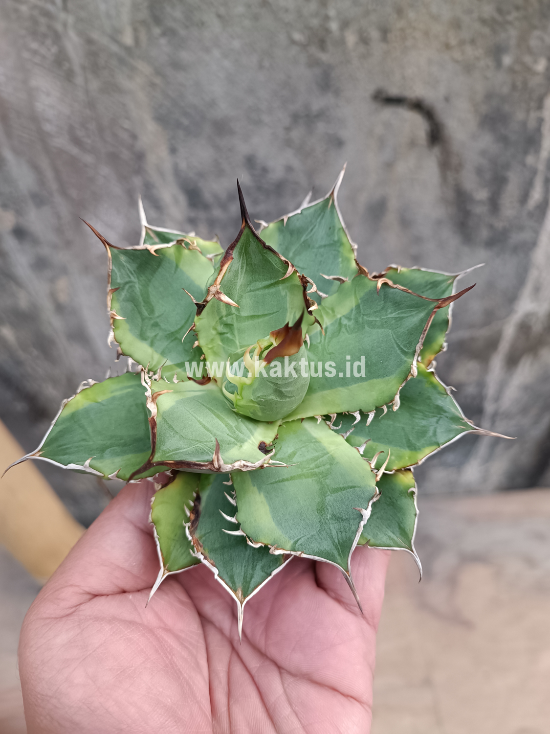 621. Agave Titanota Banana Peel - Image 12