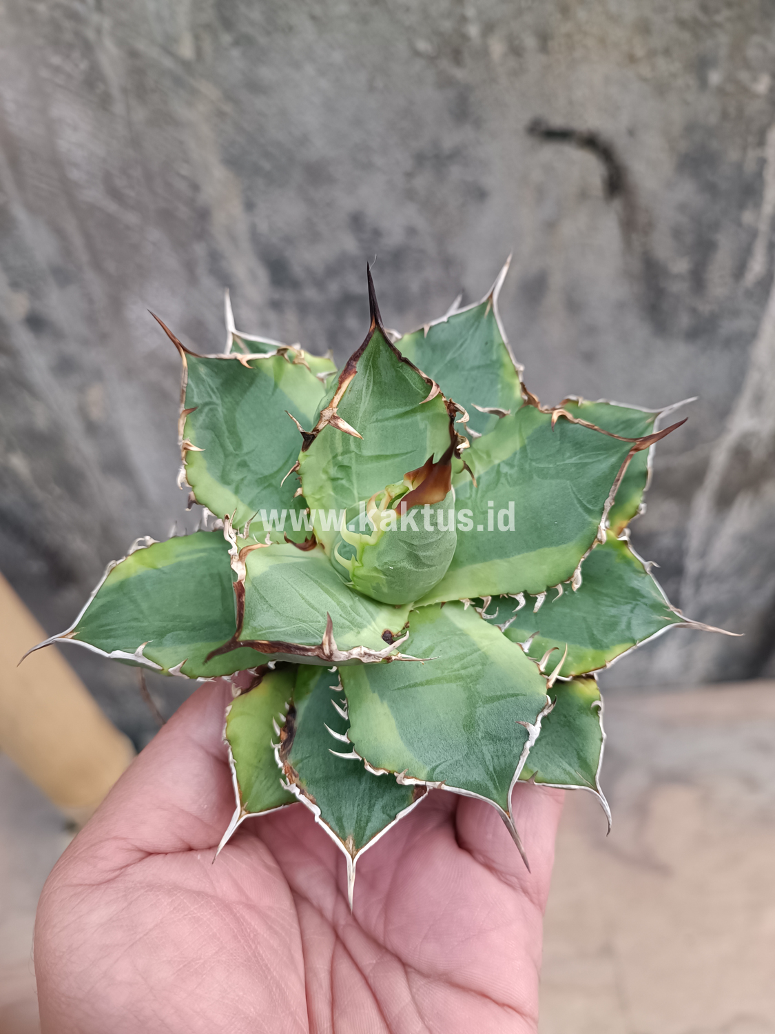 621. Agave Titanota Banana Peel - Image 11
