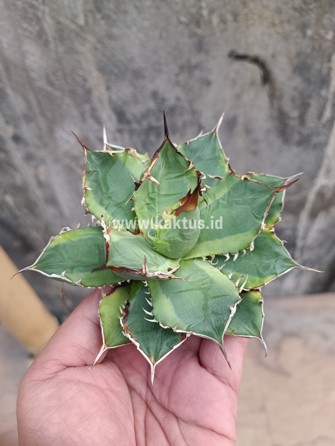 621. Agave Titanota Banana Peel - Image 10